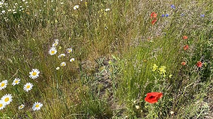 Ängsblommor.jpg