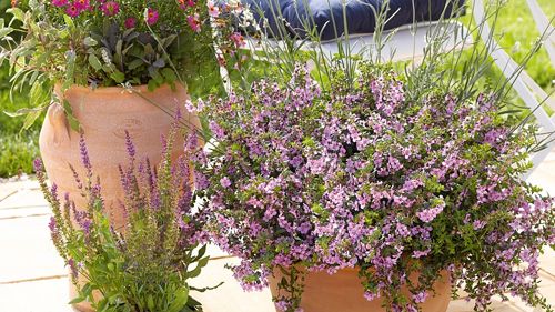 Första hjälpen för din sommar i krukan