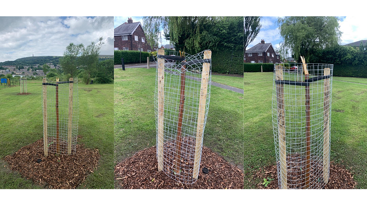 Anger as trees vandalised - one day after being planted