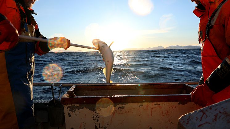 Bærekraftig fiske i Vesterålen