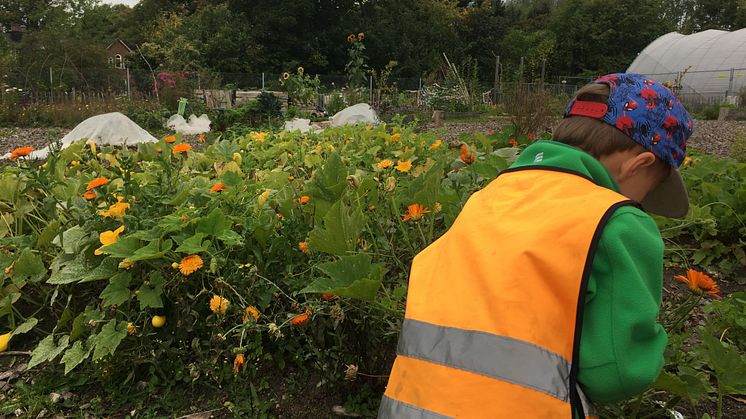 En pojke från Sorgenfri förskola plockar blommor till växtfärgning i skolträdgården hos stiftelsen Botildenborg, Malmö. 