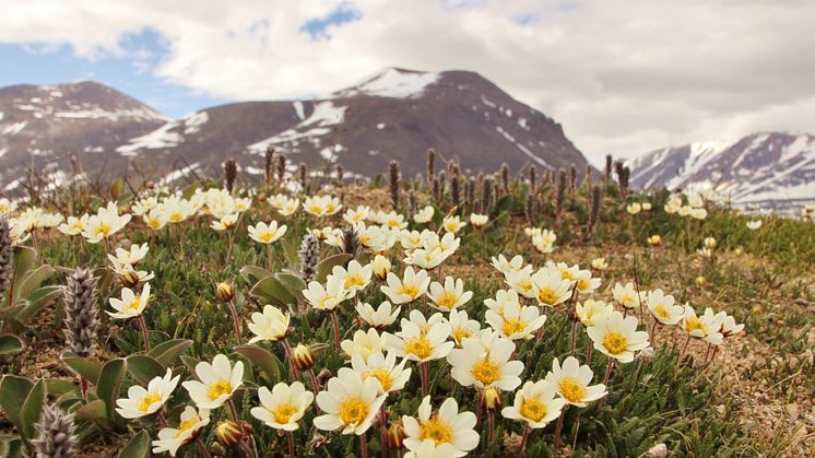Blommande fjällsippor i närheten av forskningsstationen Zackenberg på nordöstra Grönland. Foto: Mikko Tiusanen.