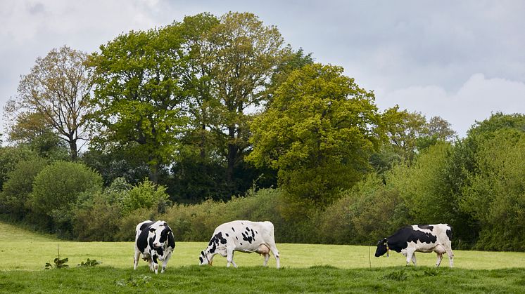 Arla Kühe auf der Weide in SH_Symbolbild.jpg