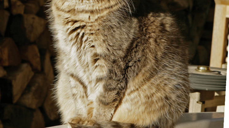 Katten og det gode naboskab