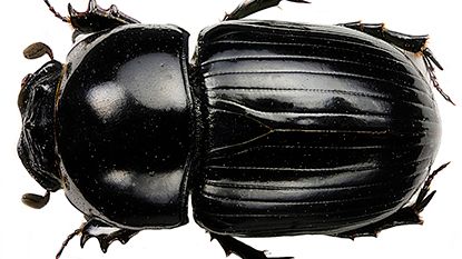 Stor dyngbagge (Aphodius fossor). Foto: Göran Liljeberg