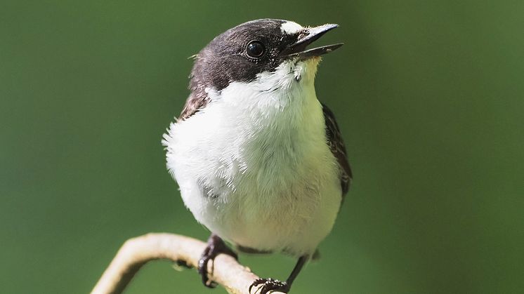 Forskarna upptäckte att fågelungarnas tydliga respons på den egna sångdialekten hjälpte dem att undvika att lära sig sånger från andra arter i omgivningen. Foto: Tom Wallis