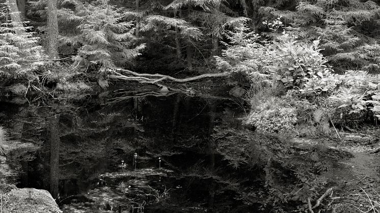 ﻿﻿Bildnot: Lovisa Ringborg Forest 2020 Gelatin Silver Print 88x193,5 cm