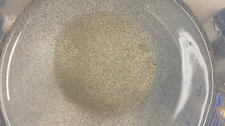 Lice densities