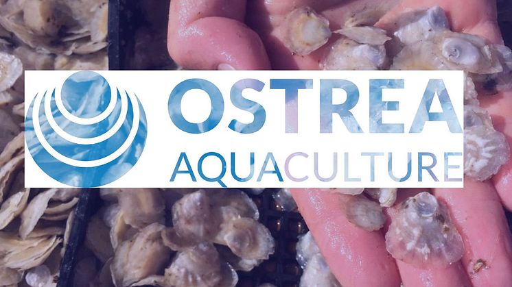 En utmaning för en entreprenör - Ostrea Aquaculture söker en VD