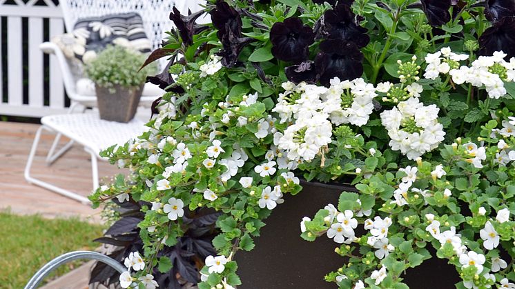 Recept på en lyckad plantering juni