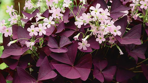 Triangeloxalis Oxalis triangularis Blomsterlandet 2023