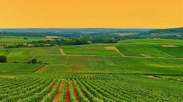 ABC - Alsace, Bourgogne och Champagne & Chablis