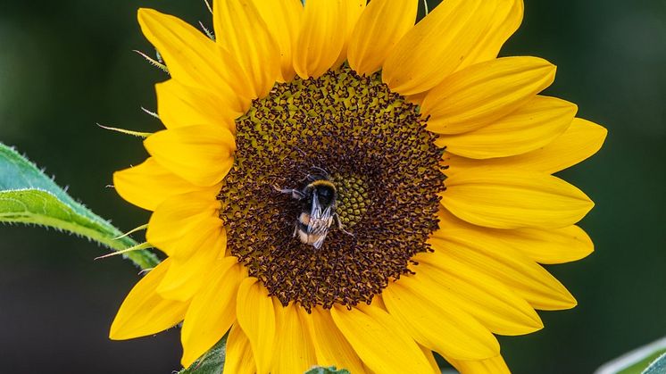 Barnen kommer tillsammans med sina pedagoger att kunna följa solrosens livscykel. Från frö till planta som börjar blomma, till nedvissnad med nya frön. Foto: Mostphotos.