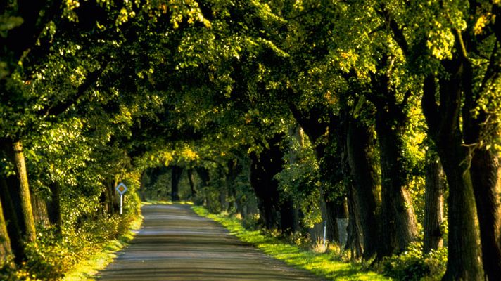 Rheinsberg: Alleenstraße © Photo-Center Greiner&Meyer