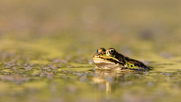 Pool frog along the Uppland coastline. Photo: Gustav Wikström