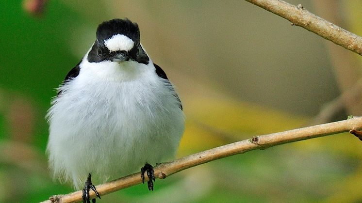 Male collared flycatcher with white forehead patch clearly displayed.  Foto: Johan Träff
