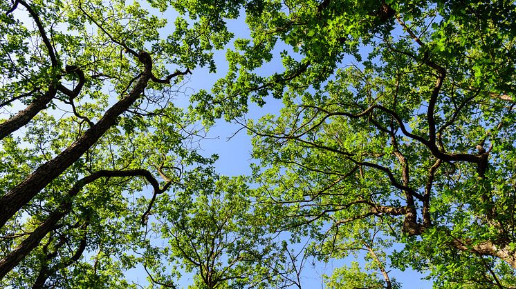 Trädkronor skyddar markvegetationen från extremt varma temperaturer. Fotos: Josef Brůna