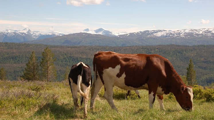 Heimsetra_Fjell_Ungdyr2
