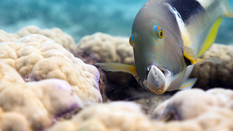 Oceans - Choerodon fasciatus med mussla 