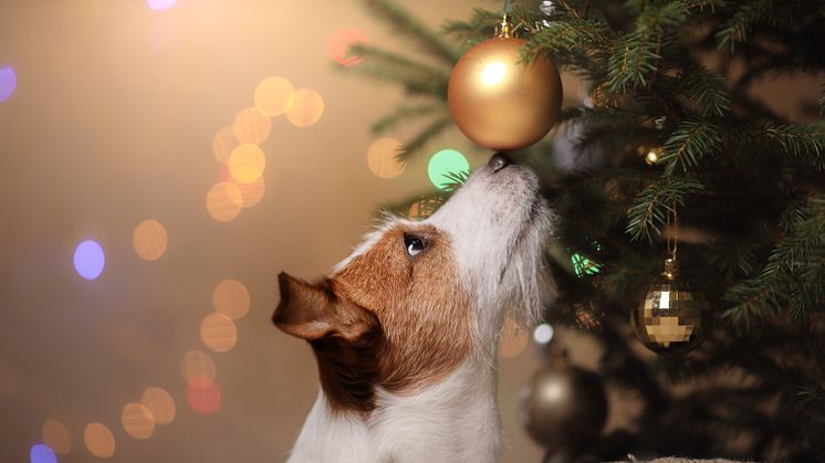 Haustiere gehören nicht untern Weihnachtsbaum