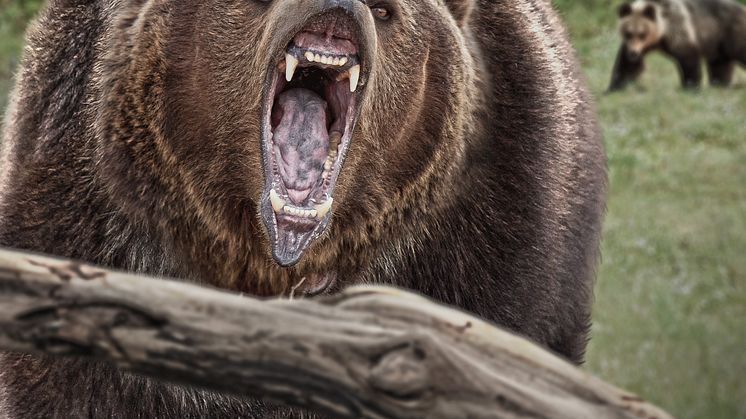 Nature_Gone_Wild_2400x3600_FIN