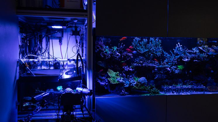  Coral Spawning Lab -korallinkasvatuslaboratorio toimii edelläkävijänä tutkimuksessa, joka keskittyy koralliriuttojen elinkaaren ymmärtämiseen ja tarjoaa samalla yleisölle arvokasta tietoa ekosysteemien elvyttämisestä.