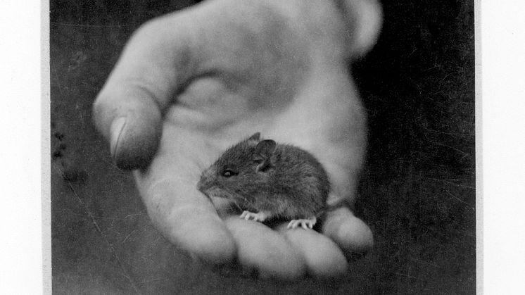 Mindre skogsmus Apodemus sylvaticus  Vid Västra Sorrödssjön, nära Ljungbyhed, Skåne, 24 maj 1926 