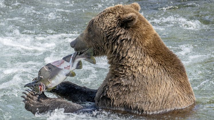 'Forever chemicals' in fresh water fish not only pose a threat to humans but also wildlife (Credit:Mark Kostich iStock-1427657162.jpg)