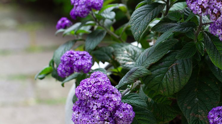 Heliotropium arborescens Årets Sommarblomma 2024 foto annikasnaturligating (12).jpg