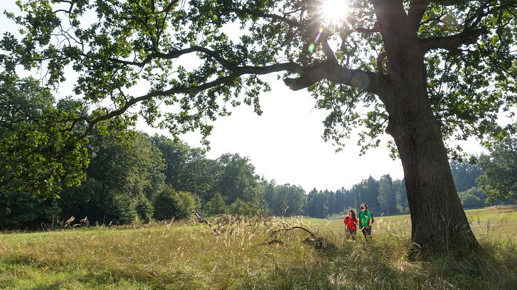 Wandern in der Schorfheide ist auf Erfolgskurs. Das "Wandermagazin" kürte jetzt die noch recht neue Route "Rund um die Schorfheide". Foto: TMB-Fotaoarchiv York Maecke.