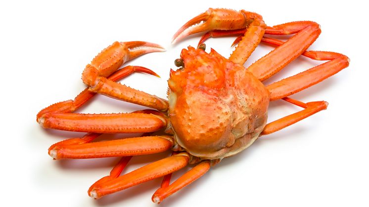 Snøkrabbe - Snow crab