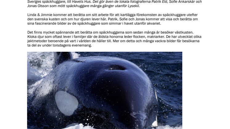 241029_Späckhuggare på västkusten.pdf