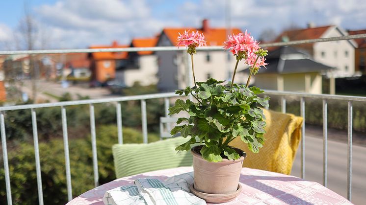Årets Pelargon 2025 Pelargonium Summer Twist Rose foto SydGrönt (4).jpg