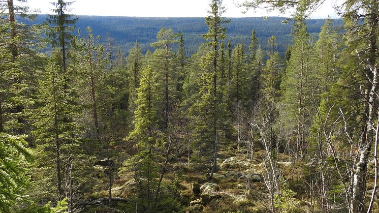 Naturskogarna i fjällområdet är det största intakta skogslandskap som fortfarande finns kvar i Europa. Foto: Uno Skog, Länsstyrelsen i Dalarnas län.