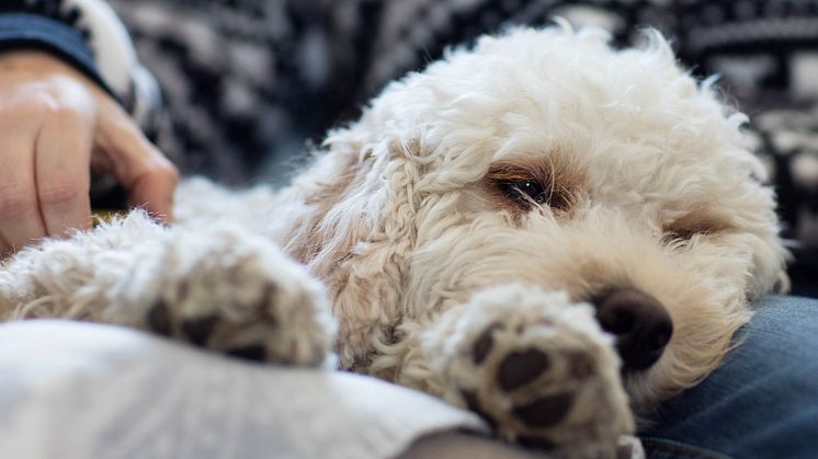 Som ett kundägt bolag görs Svelands premiehöjningar helt och hållet för att möta de ökade priserna inom veterinärvården. Foto: Sveland Djurförsäkringar