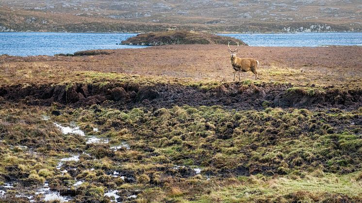 Peatlands on the Isle of Harris in the Outer Hebrides - Dave Collins, Getty Images