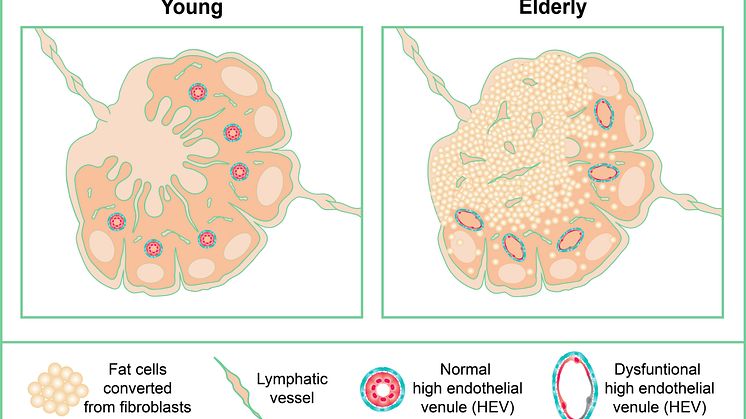 Why lymph nodes lose their function with age
