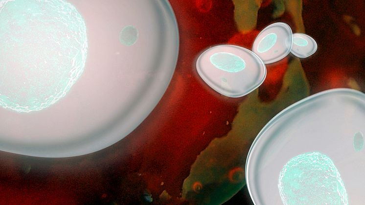 An enzyme in the human cell nucleus has been shown to originate from one of the earliest forms of life on Earth. Image: Johnér bildbyrå AB