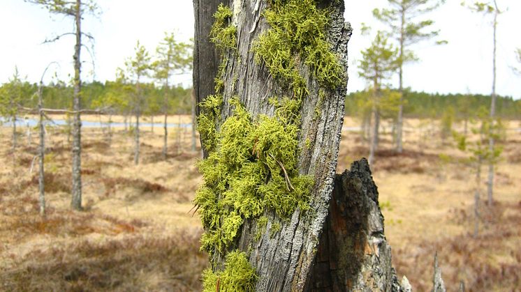Varglav