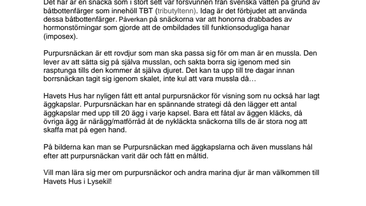 Borrsnäckan – ett rovdjur som borrar, nu på Havets Hus i Lysekil!