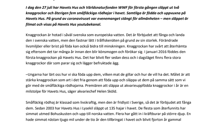 210727 -pressmeddelande Havets hus och WWF om utsläpp av rockor och hajar.pdf