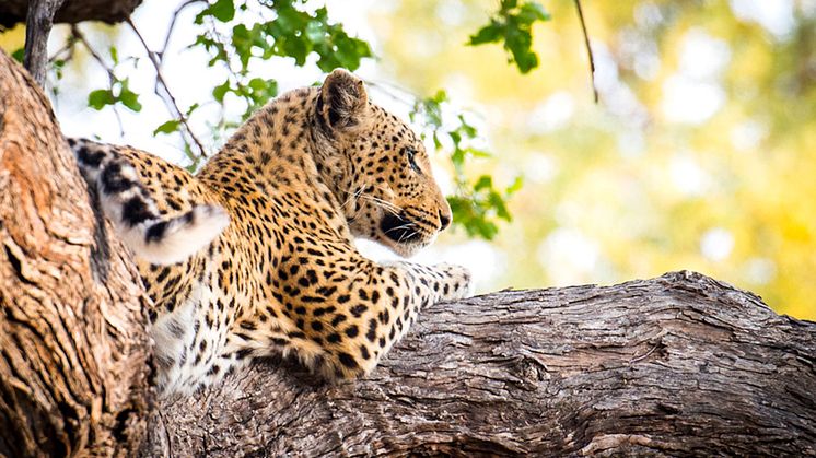 Leoparder i träd väntar på nästa byte