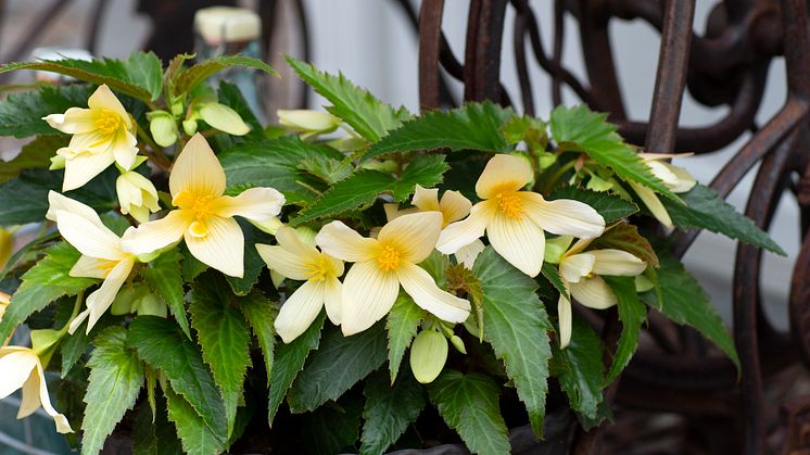 Begonia boliviensis Summerwings Boliviabegonia Foto @annikasnaturligating