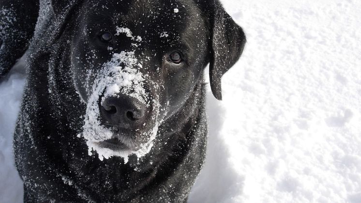 Vision loss in both Labradors and humans caused by the “Stargardt gene”