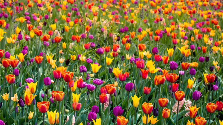 Vårflor