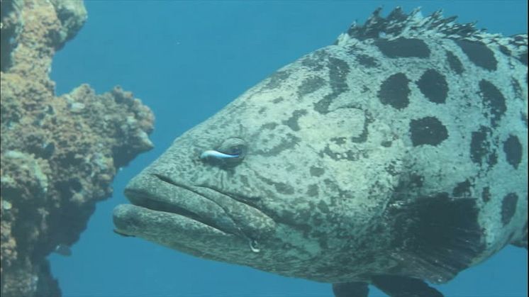 CleanerFish_Simon_Gingins.mov