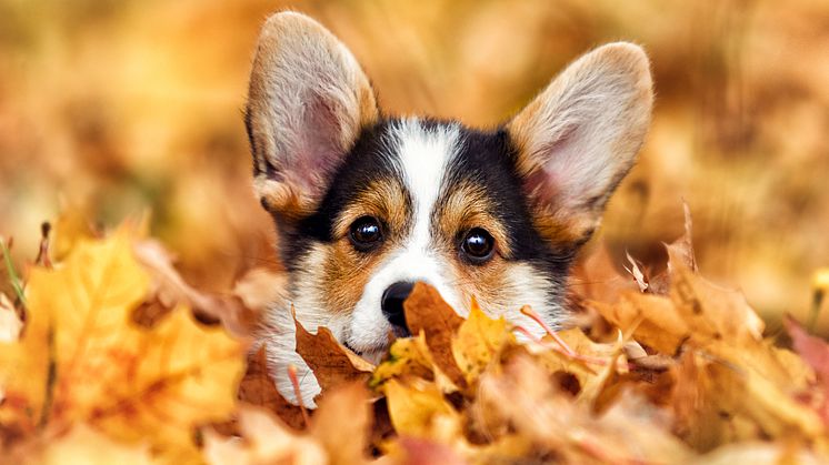 hund.jpg