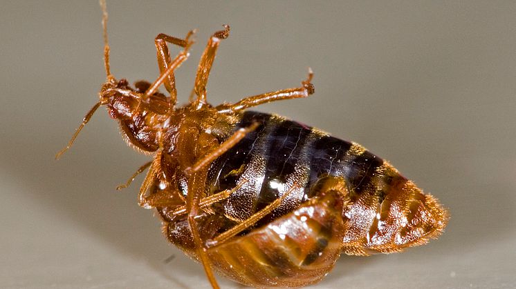 Bed bug’s dangerous sex life – novel deterrents for control?