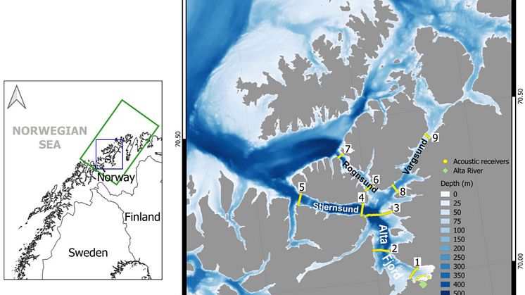 Kartet med plassering akustiske mottakerene var plassert i fjorden. Fisken ble fanga og merka i Altaelva.