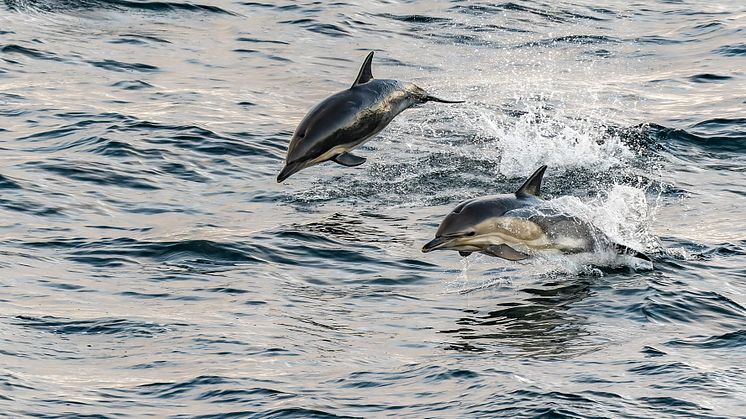 Dolphins in the Hebrides (Credit: Hurtigruten Expeditions & Ted Gatlin)
